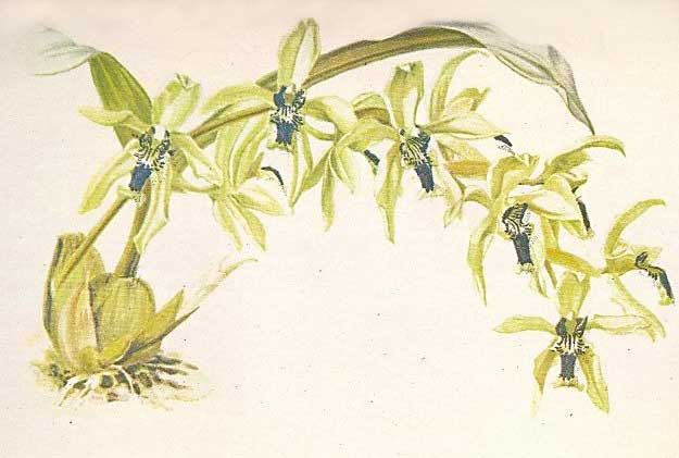 orchid drawing